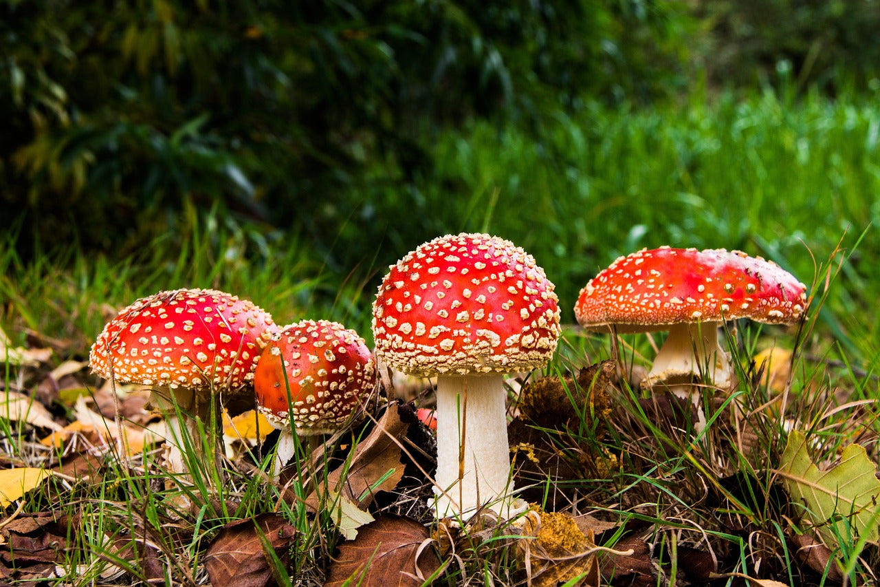 Exploring Amanita Muscaria Mushroom: Uses, Effects, and Myths